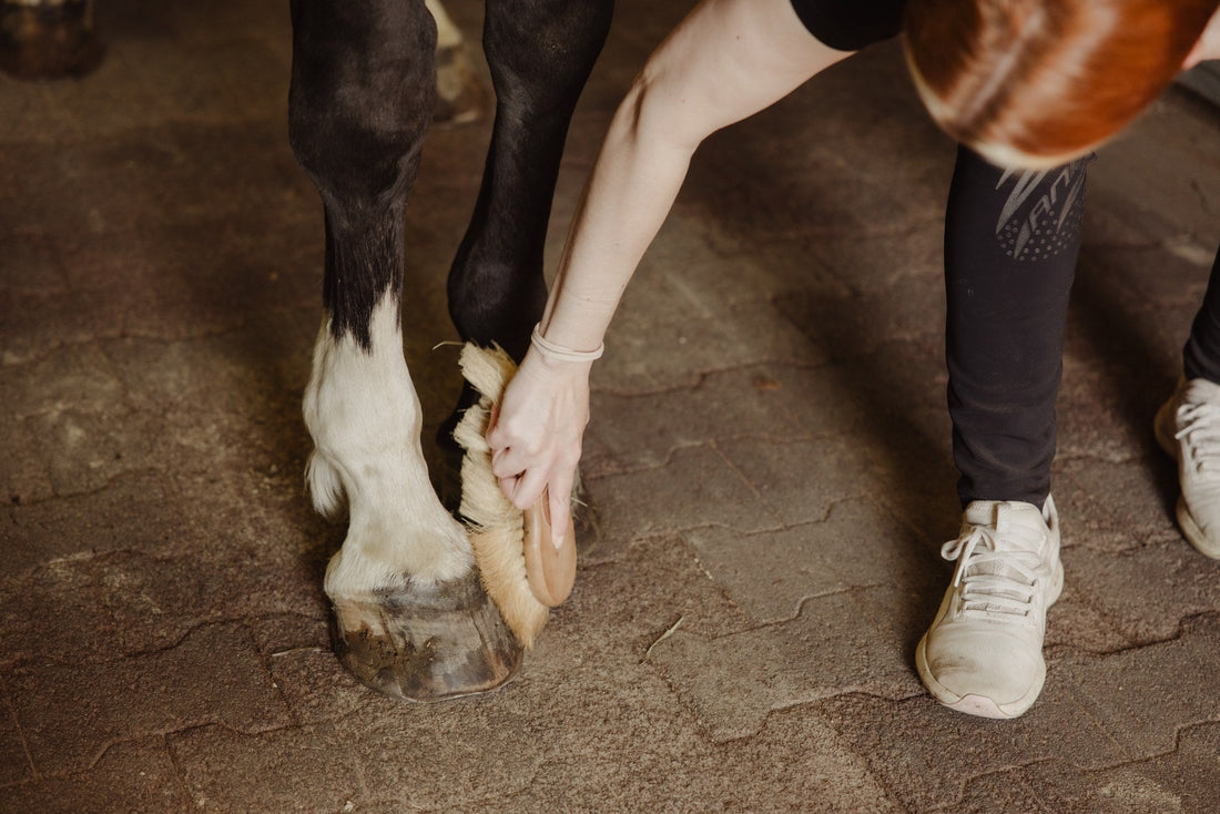 Mikä avuksi hevosen riviin?