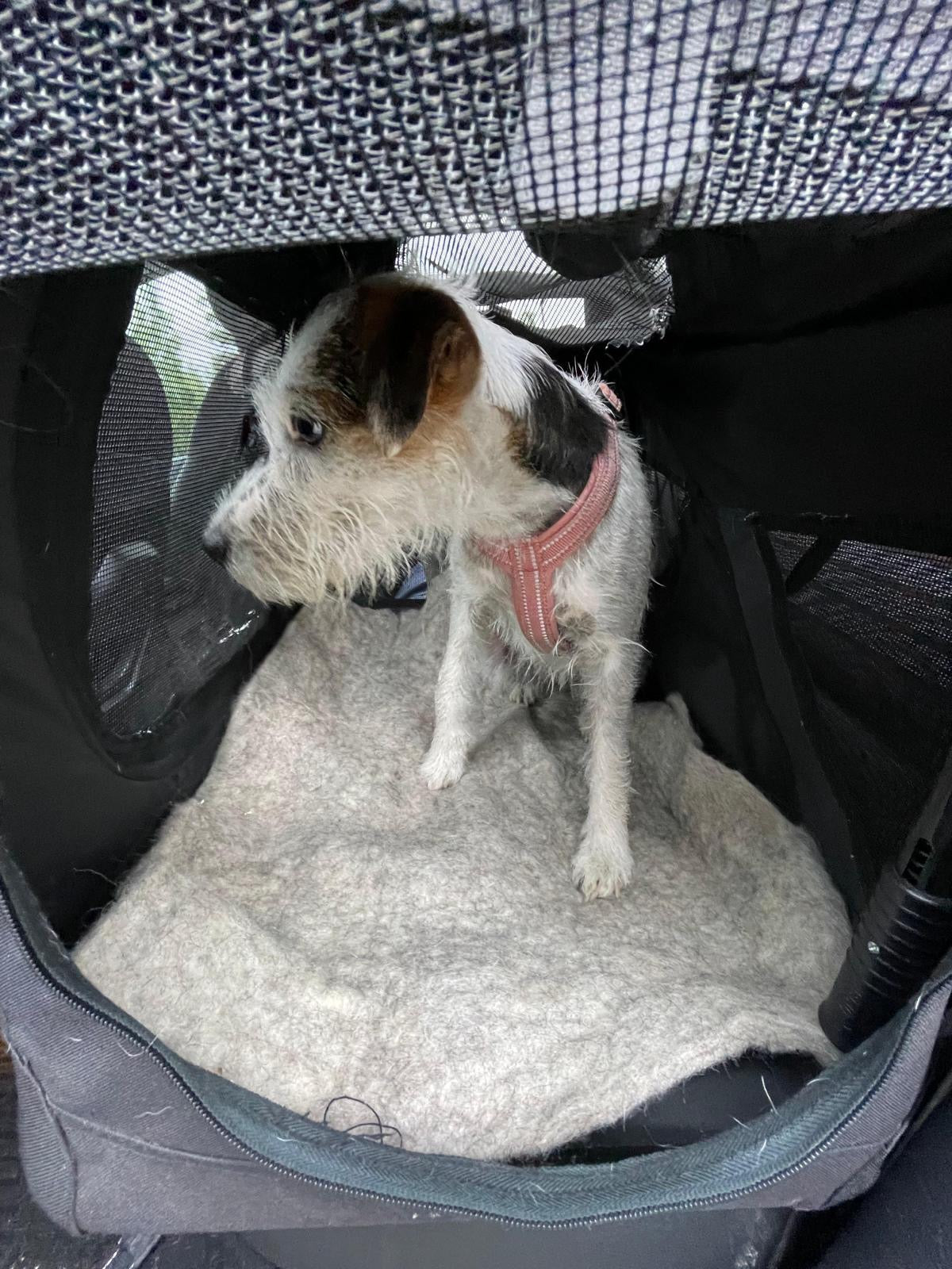 PAWilla mattress for dogs