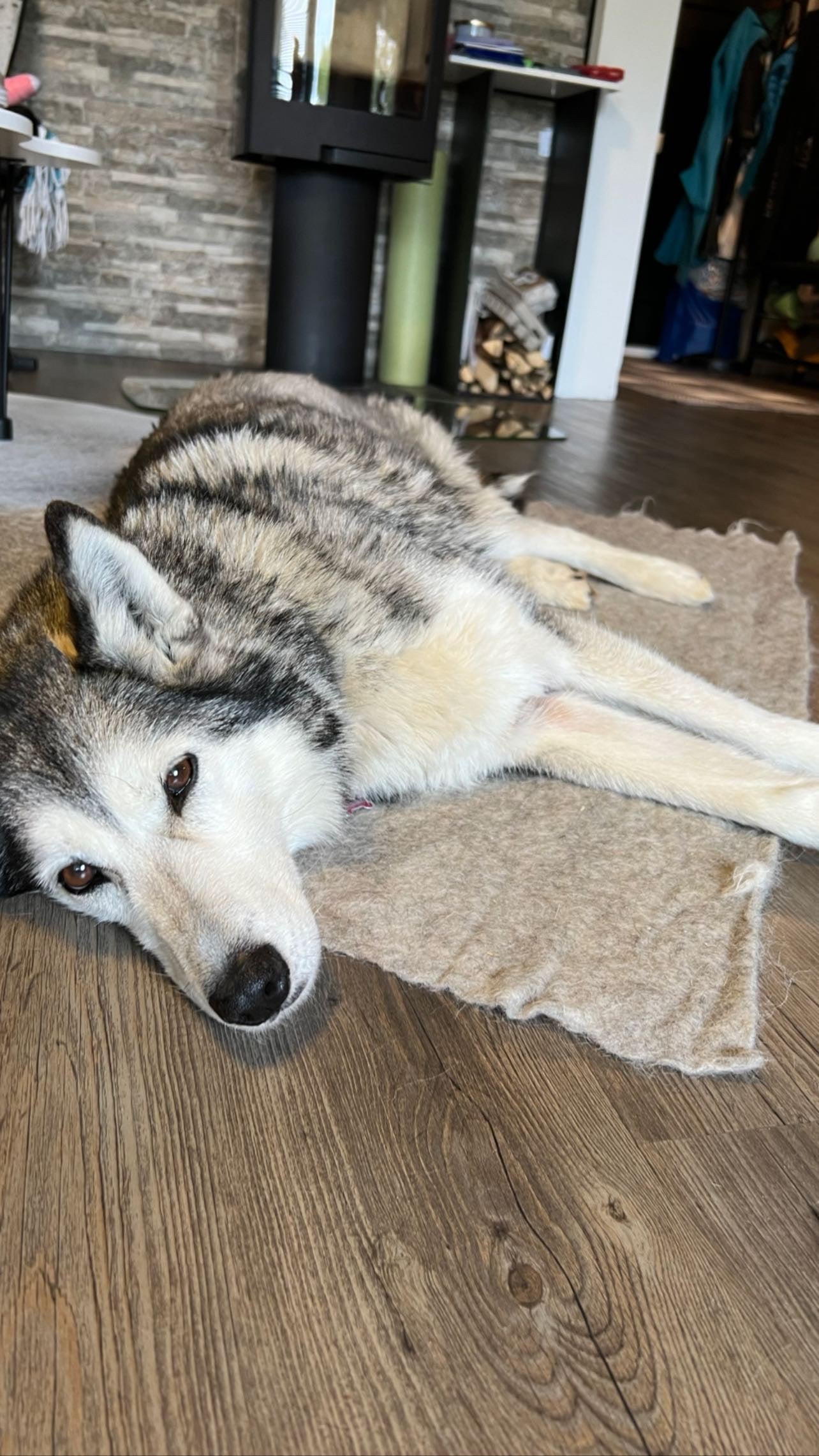 PAWilla mattress for dogs