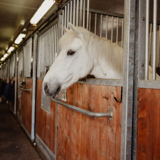 Bundle Offer Pony Size