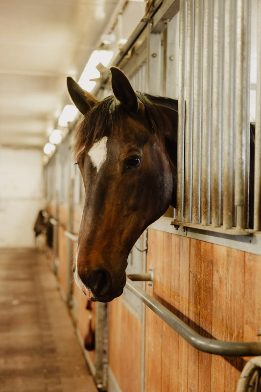 Bundle Offer size Full