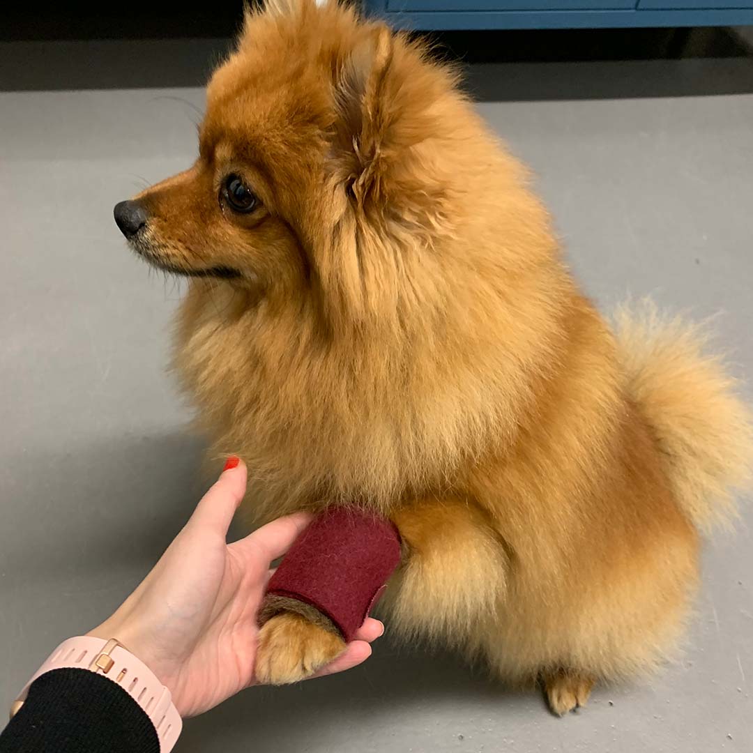 PAWilla grooming wool for dogs