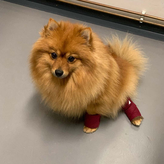 Koiran tassuille apu talveksi – PAWilla-hoitovilla koirille